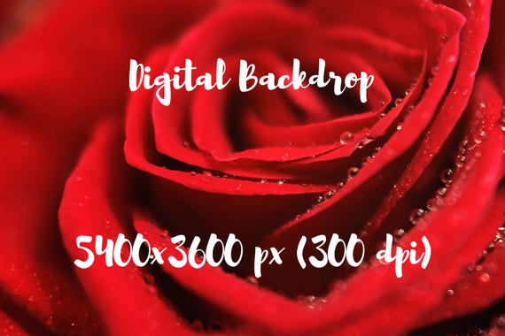 Valentine S Day Digital Backdrop Red Rose Background Beautiful Flower Photo Photoshop Background Valentine S Day Digital Valentine Valentine S Day Digital Backdrop Red Rose Background Beautiful Flower Photo Photoshop Background Valentine S Day Digital Valentine