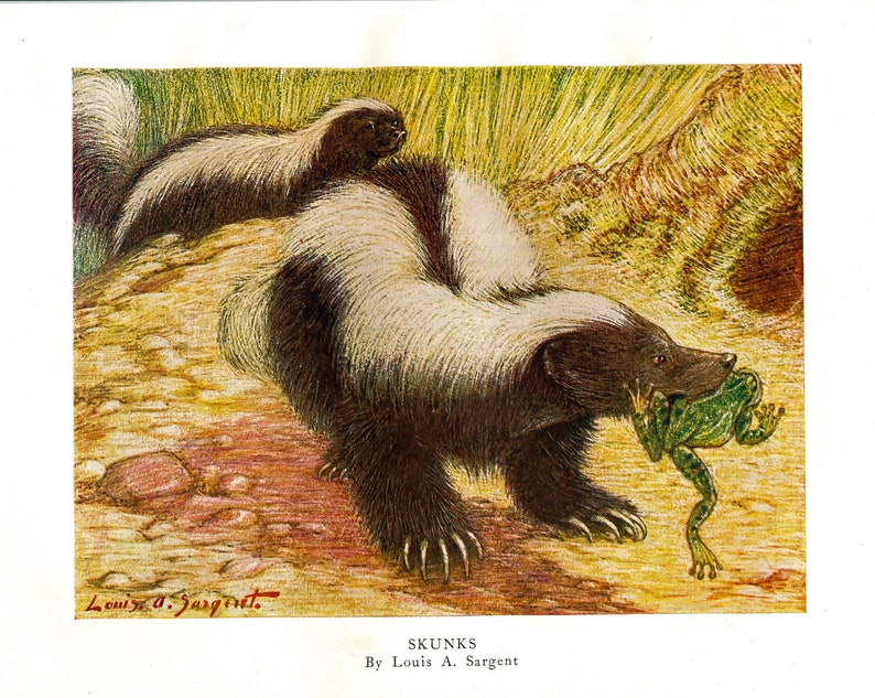Stunning Vintage Art Print of Skunk With Frog in Mouth. Skunks Mammal