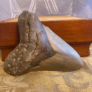 Megalodon Shark Tooth