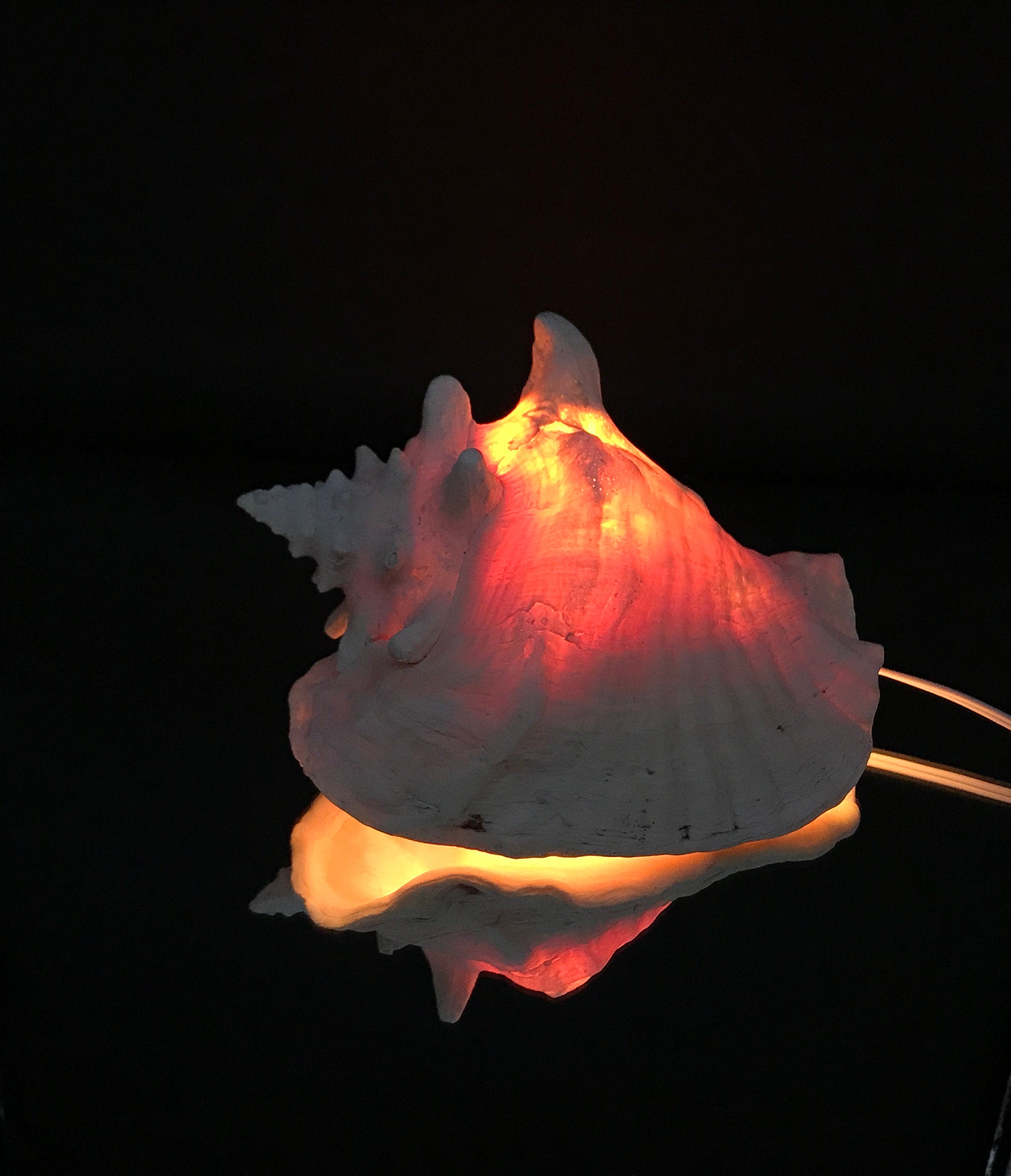 Conch Shell Lamp / Conch Night Light PREMIUM Approx 3 lb. Etsy