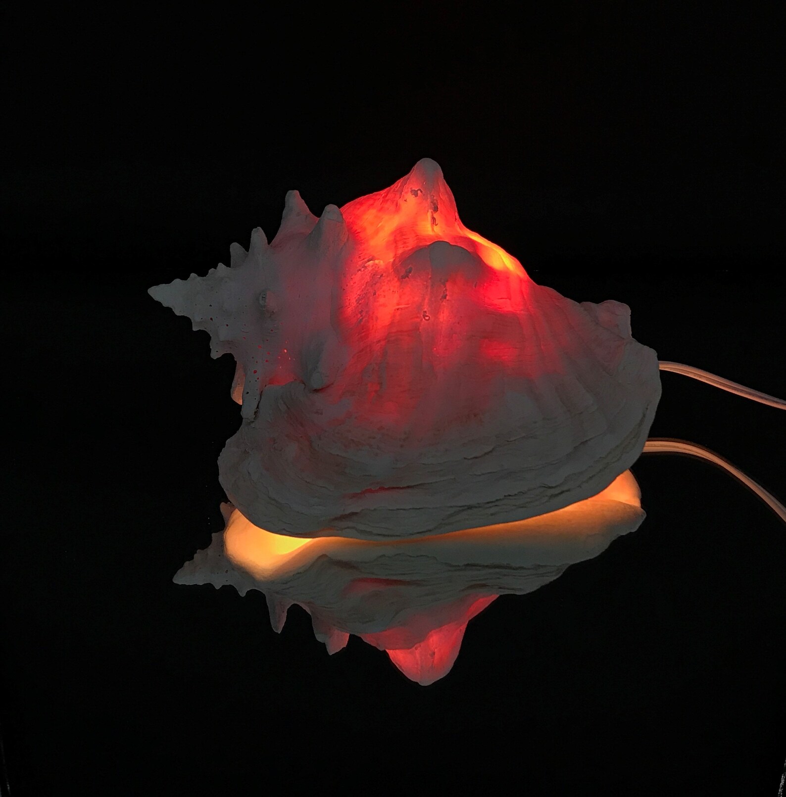 Queen Conch Shell Lamp / Sea Shell Night Light SUPER PREMIUM Etsy