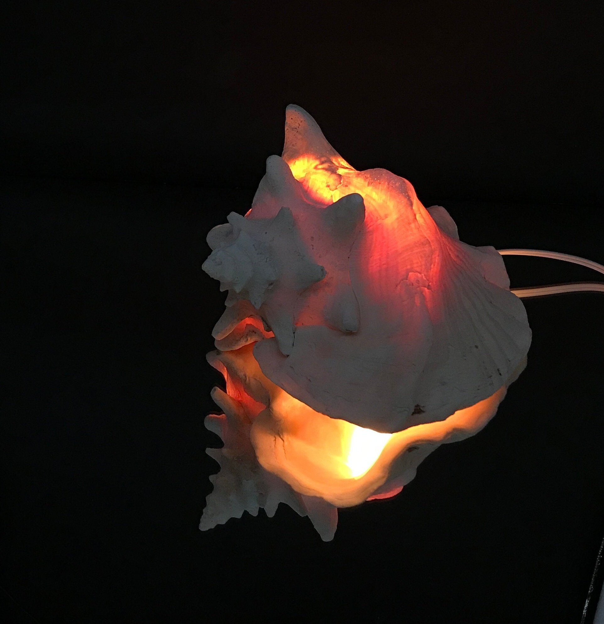 Conch Shell Lamp / Conch Night Light PREMIUM Approx 3 lb. Etsy
