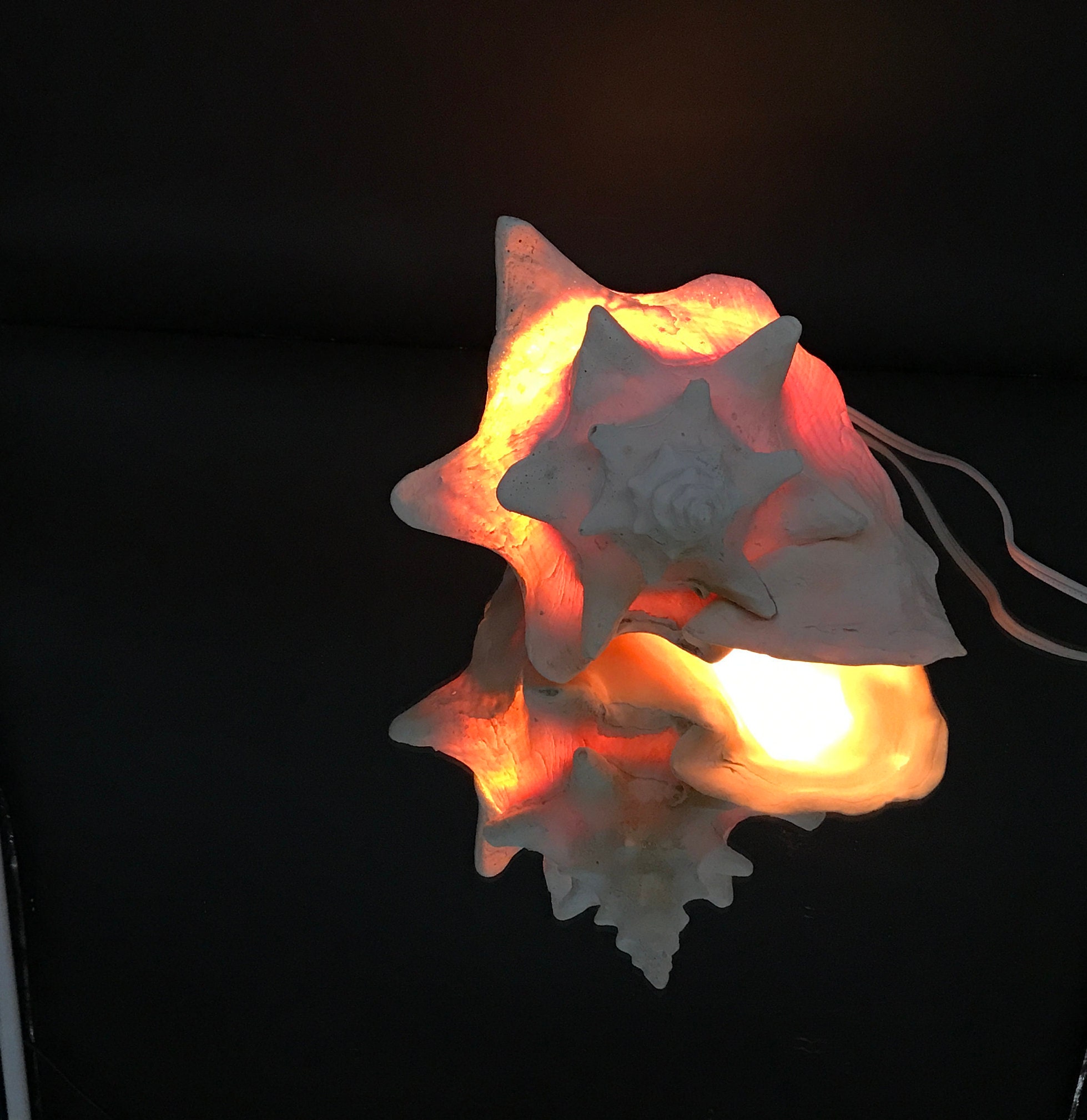 Conch Shell Lamp / Conch Night Light PREMIUM Approx 3 lb. Etsy