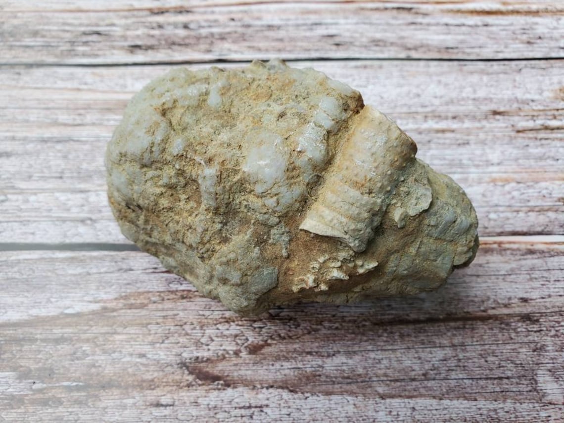 Fossil limestone rock crinoidal limestone Etsy
