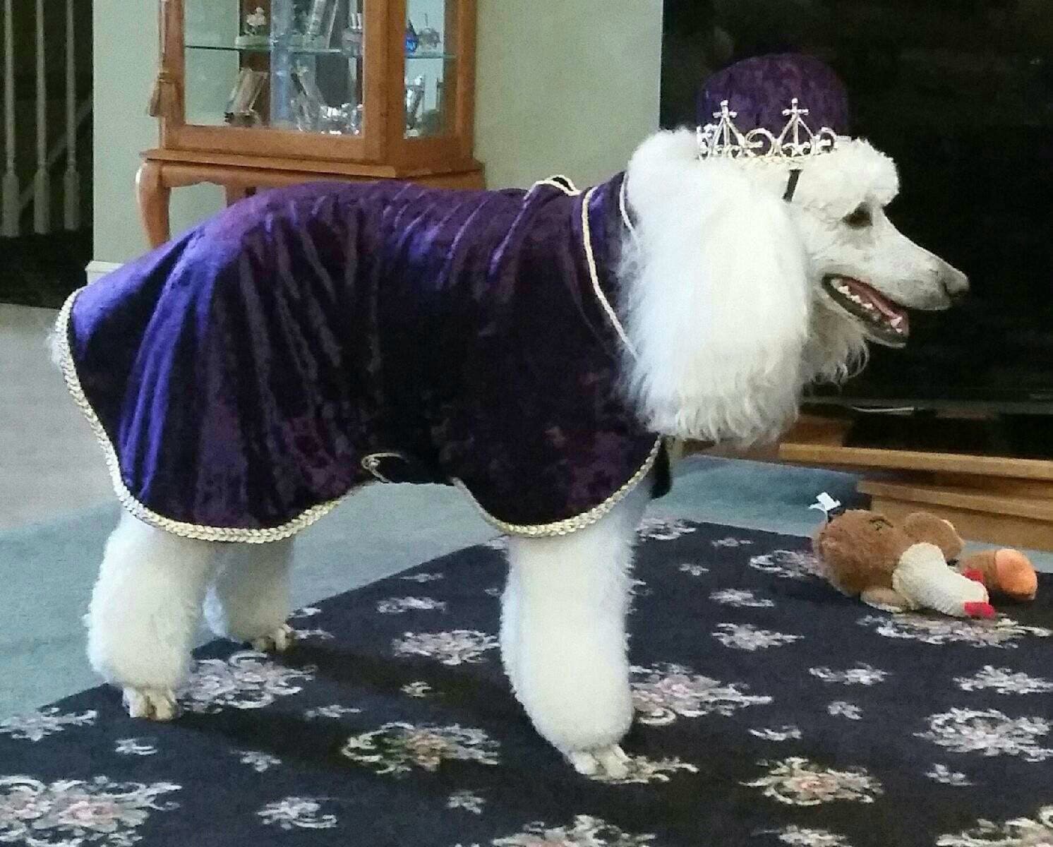 Costumes top for poodles