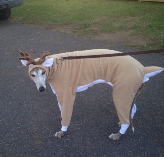 Reindeer Greyhound Costume Reindeer Custom Sized Etsy