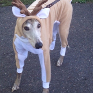 italian greyhound halloween costumes
