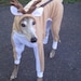 see more listings in the Dog Costume section