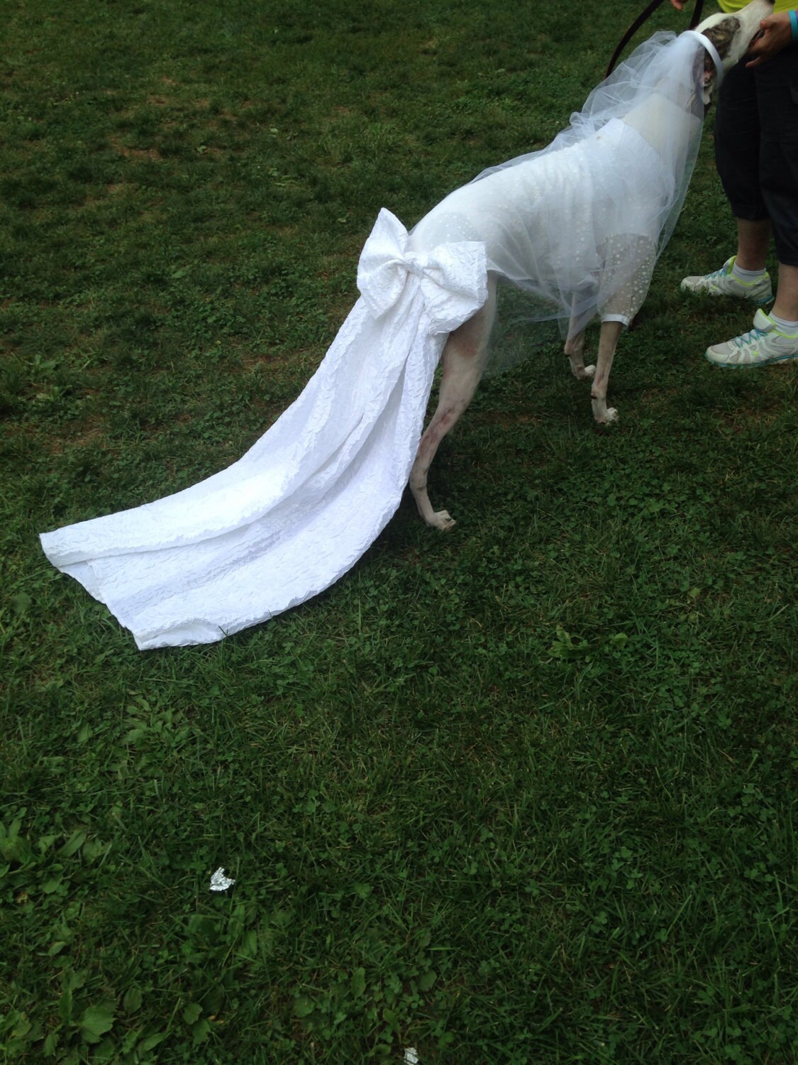 Greyhound Wedding Attire Wedding Gown shown Tuxcedos Etsy