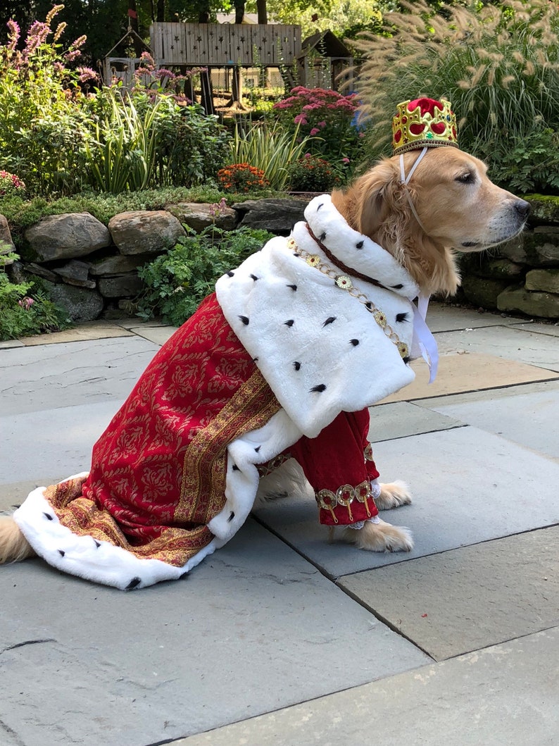 Dog Custom King George/Hamilton costume image 3