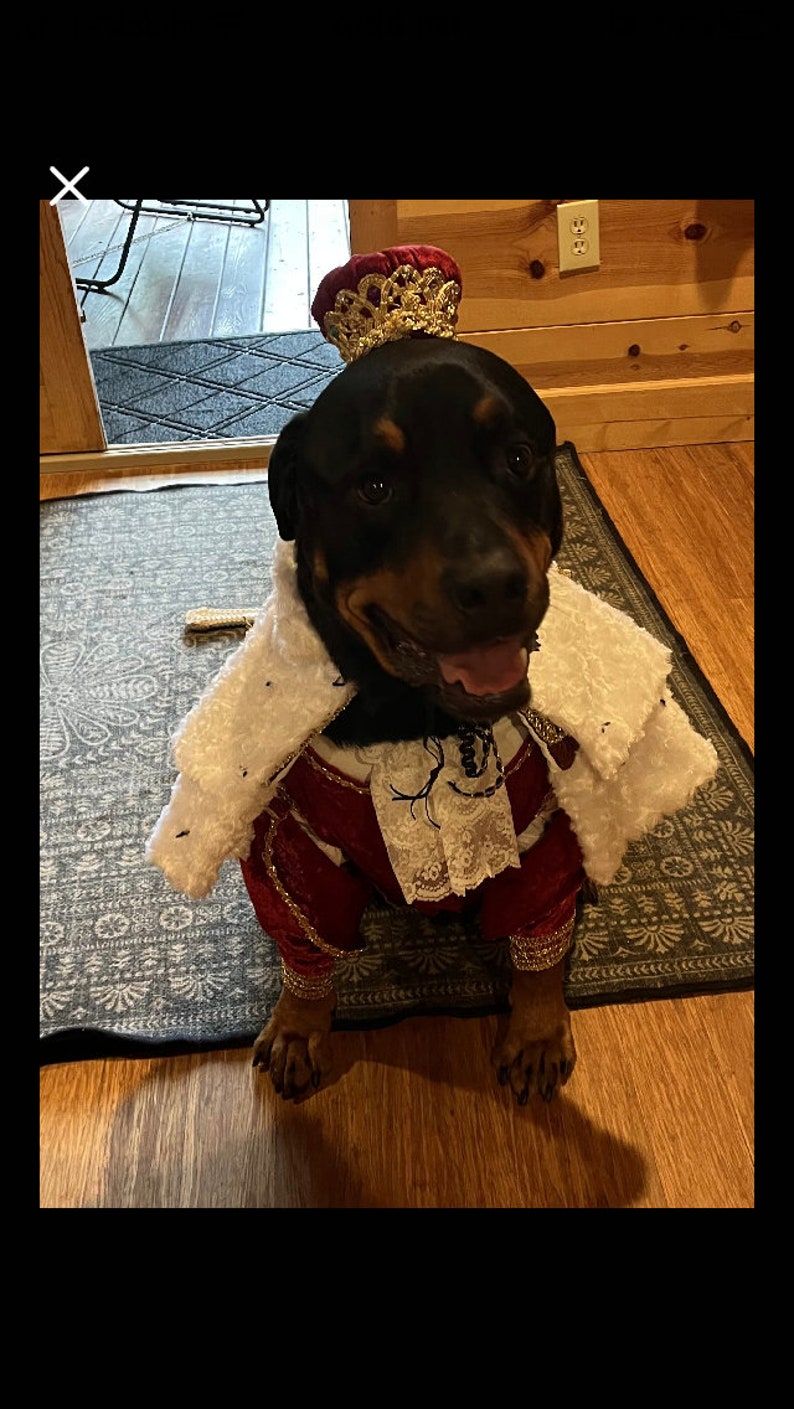 Dog Custom King George/Hamilton costume image 7