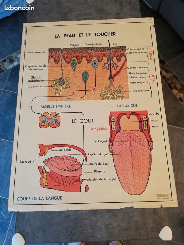 Affiche Scolaire Vintage