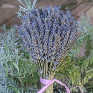 Lavender bouquets, hand harvested and put together with much care.