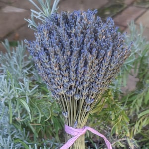 Picture of bouquet of lavender, for sale by Lavender By Lynn.