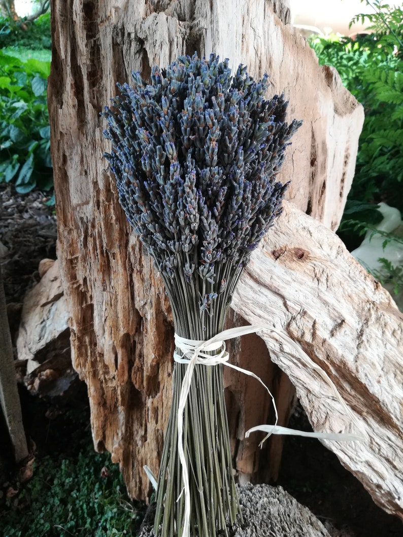 Lavender bouquets, hand harvested. Dried and assembled with much care. image 3