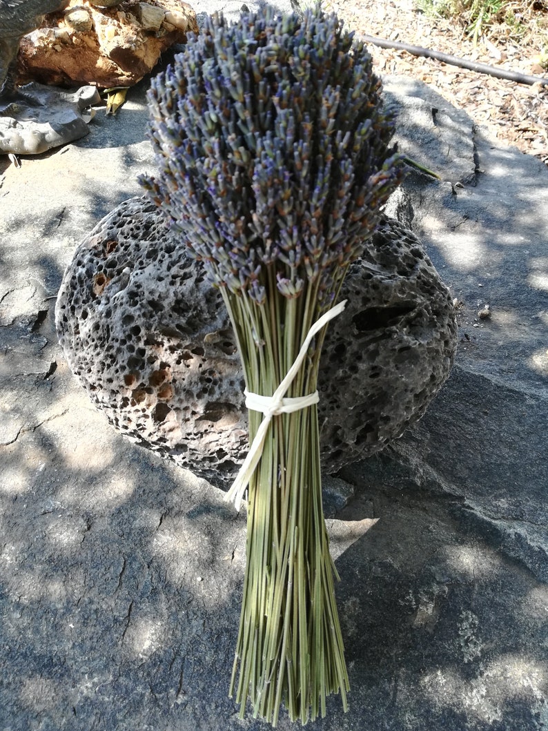 Lavender bouquets, hand harvested. Dried and assembled with much care. image 5