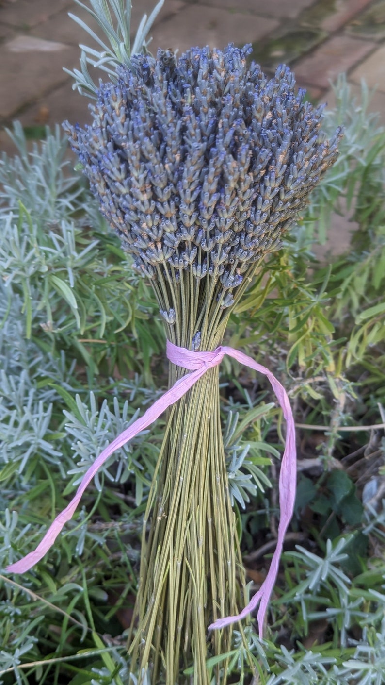 Picture of bouquet of lavender, for sale by Lavender By Lynn.