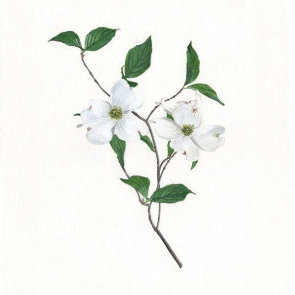 Vintage Inspired Botanical Giclee Print of Original Watercolor Flowering Dogwood Cornus florida 11x14