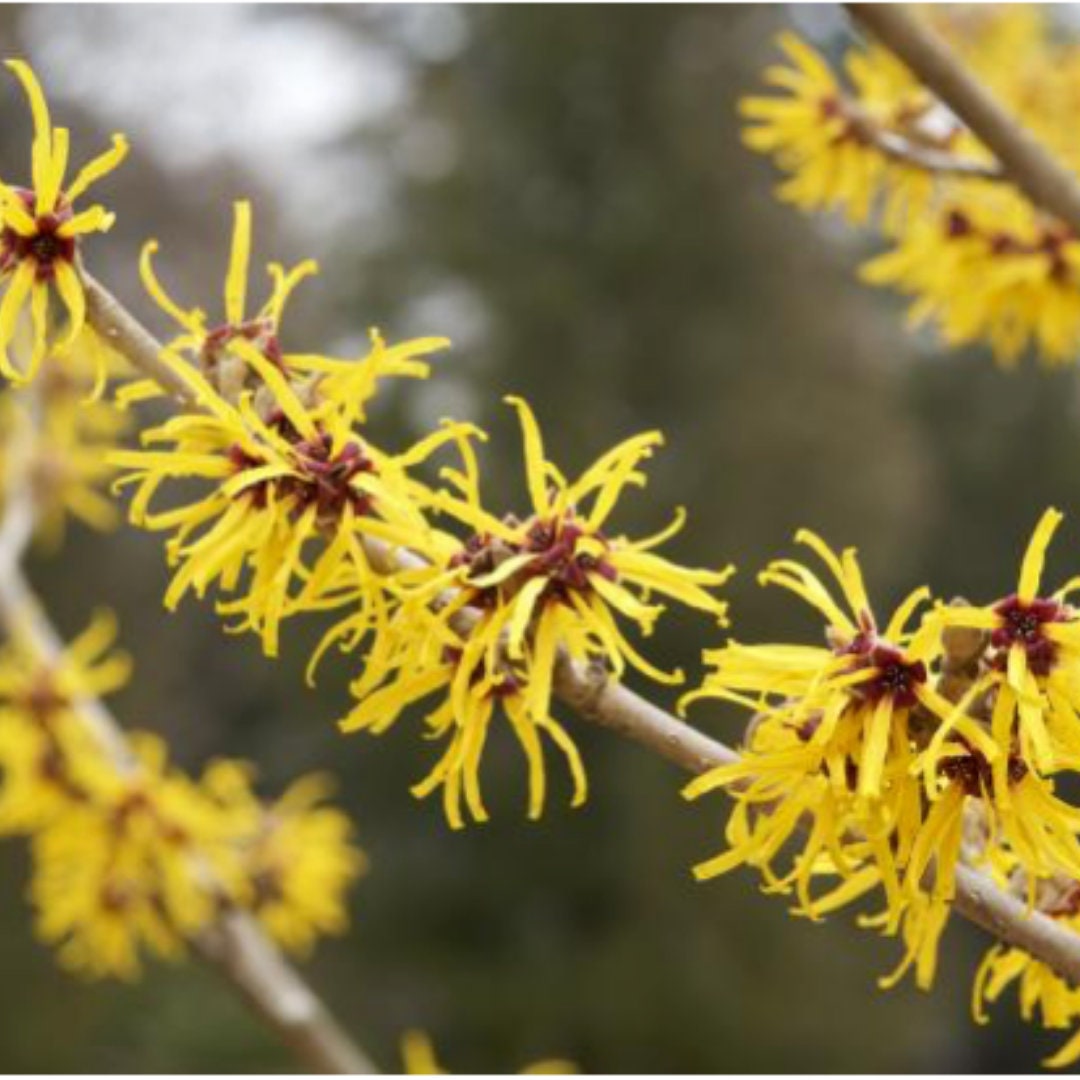 Organic Witch Hazel Alcohol Free Witch Hazel Witch Hazel - Etsy