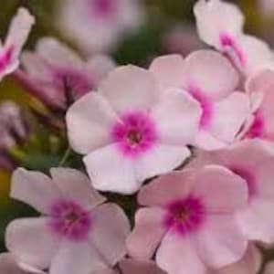 Same Day - Emergency - Within 4 Hours Same Day - ONE QUESTION