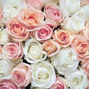 Può includere: Un primo piano di un mazzo di rose bianche e rosa pallido. Le rose sono disposte in un gruppo stretto, con i petali che si sovrappongono.