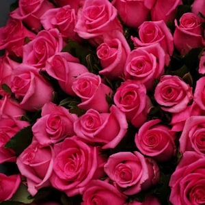 May include: A dense bouquet of vibrant hot pink roses with tightly furled petals and deep green leaves tucked between the blooms. The arrangement features numerous flower heads in various stages of opening, creating a rich, textured floral display.