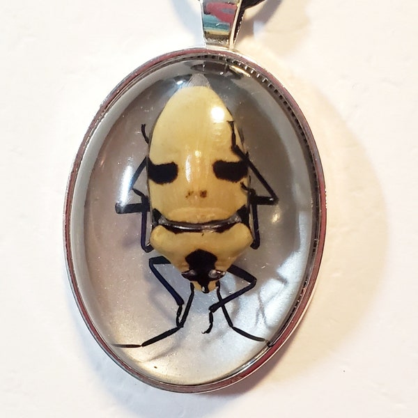 Skull Beetle, Beetle Necklace, Beetle Jewelry, Bug Pendant, Skull Beetle Jewelry, Insect Jewelry, Beetle Pendant, Beetle in Resin, Resin Bug