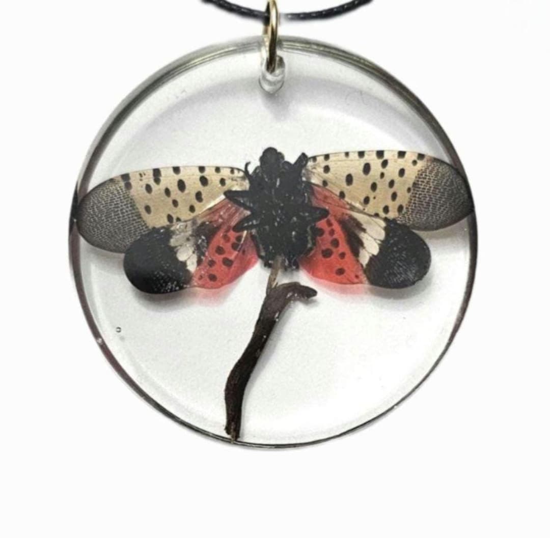 Flying Insect Pendent Real Spotted Lanternfly Resin Necklace: Bug Insect Pendant - Etsy