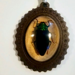 Green Beetle necklace, Bug Jewelry, Insect Necklace, Beetle in Resin, Beetle Jewelry, Bug Necklace, Insect Jewelry, Bug in Resin