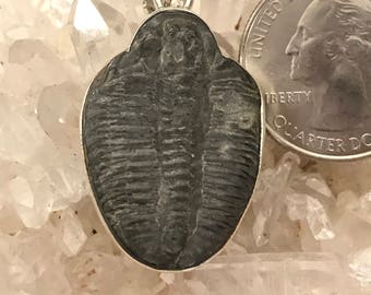 Trilobite Fossil and Black Pendant Necklace