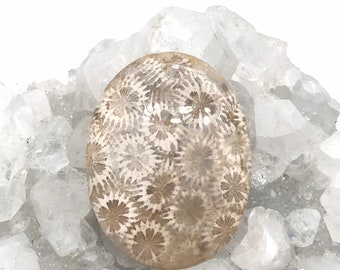 Fossilized Coral Cabochon 54.80ct