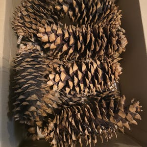 May include: A collection of multiple large, elongated brown pine cones with textured, woody scales arranged closely together. The pine cones are packed inside a plain cardboard box, showing their natural, layered, and pointed structure.