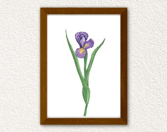 Peinture à l’aquarelle Iris * fichier numérique *
