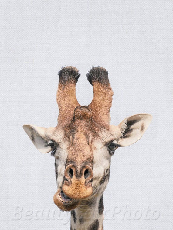 Giraffe Poster Toddler Boy Wall Art Giraffe Decorations Little Etsy