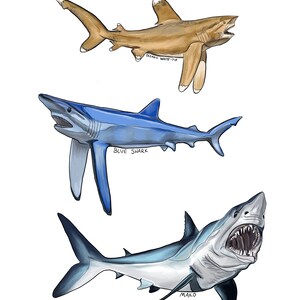 Mako Shark Original Digital Drawing Art Print Etsy
