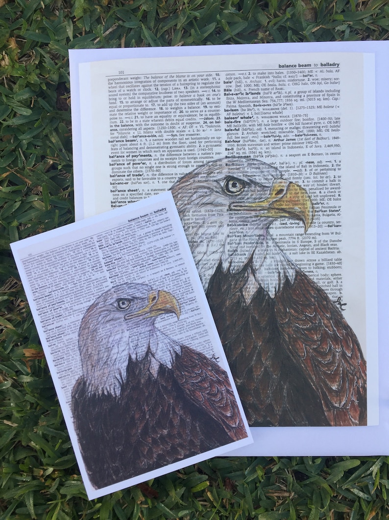 All about the bald eagle image