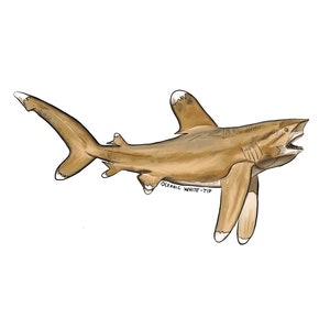 Mako Shark Original Digital Drawing Art Print Etsy