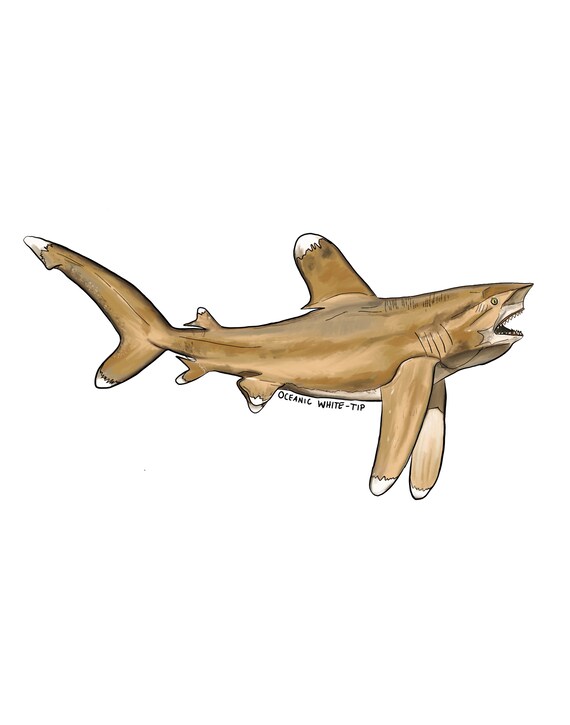 Oceanique Blanc Pointe Requin Dessin Numerique Original Etsy Oceanique Blanc Pointe Requin Dessin Numerique Original Etsy
