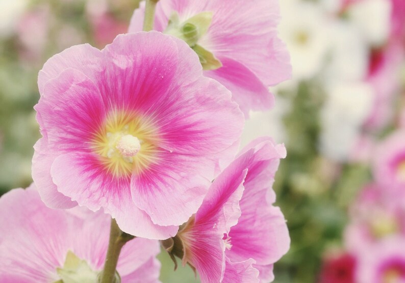 Pink Hollyhock Flower Essence Etsy