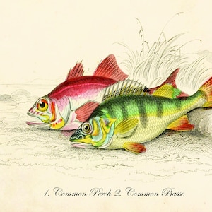 Vintage Print of Freshwater Fish | Antique Fish Illustration | 18th century | Wall Art for Home, Office, or Gallery Wall | Digital Download.