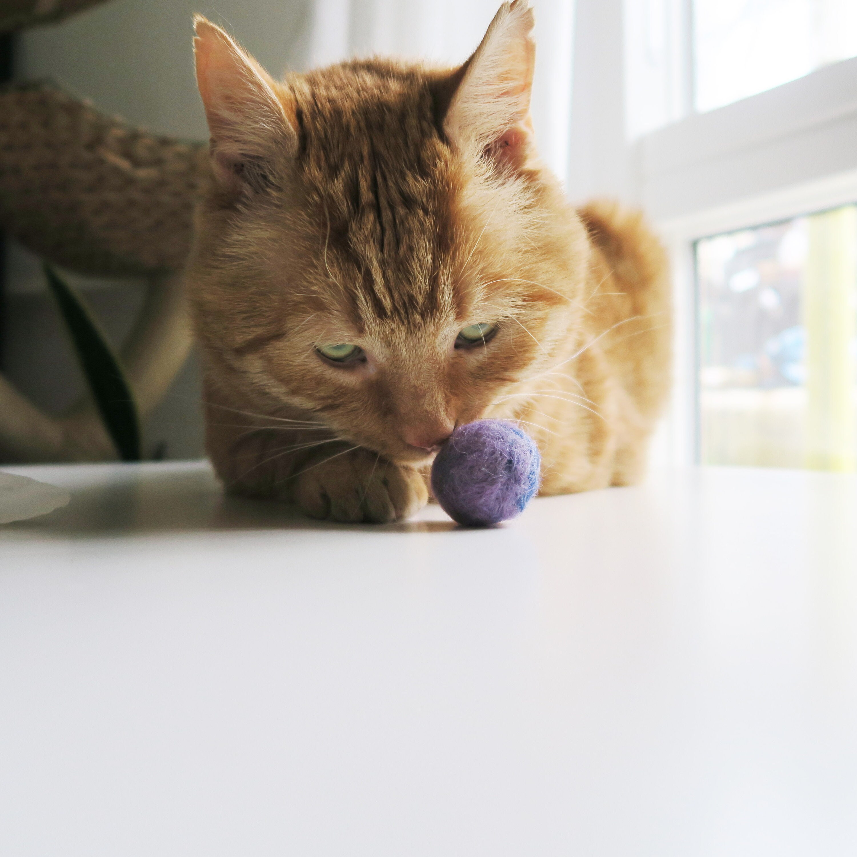 Catnip Infused Felted Ball Toys Cat Toys Set of 5 Cat Play Etsy UK