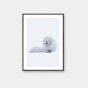 Affiche Renard arctique