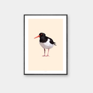 Poster Austernfischer, A3