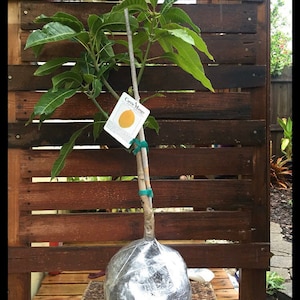 DWARF MANGO TREE live plant