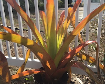 Aechmea Blanchetiana (Giant Orange Bromeliad)