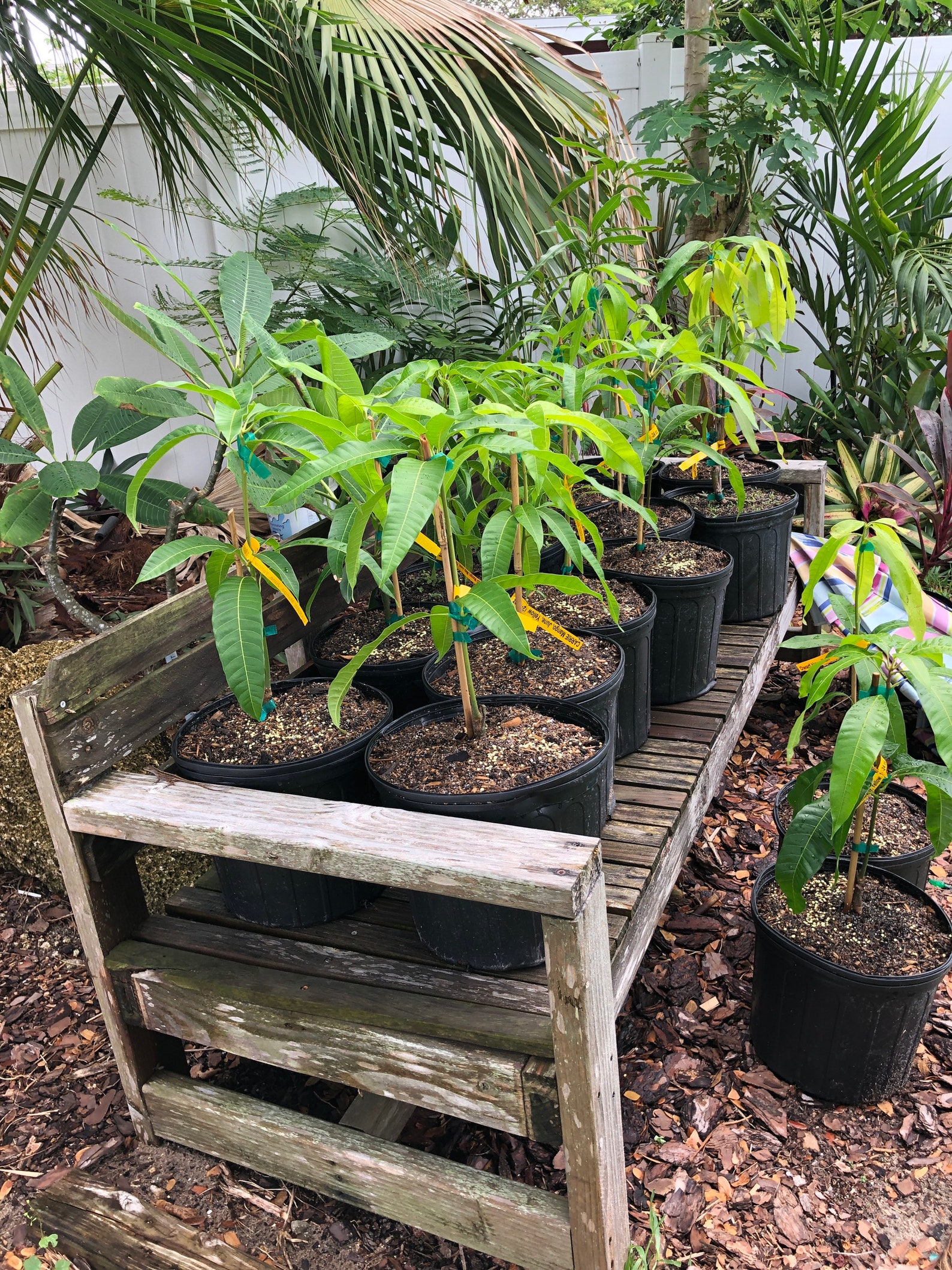 DWARF MANGO TREE Live Plant Etsy