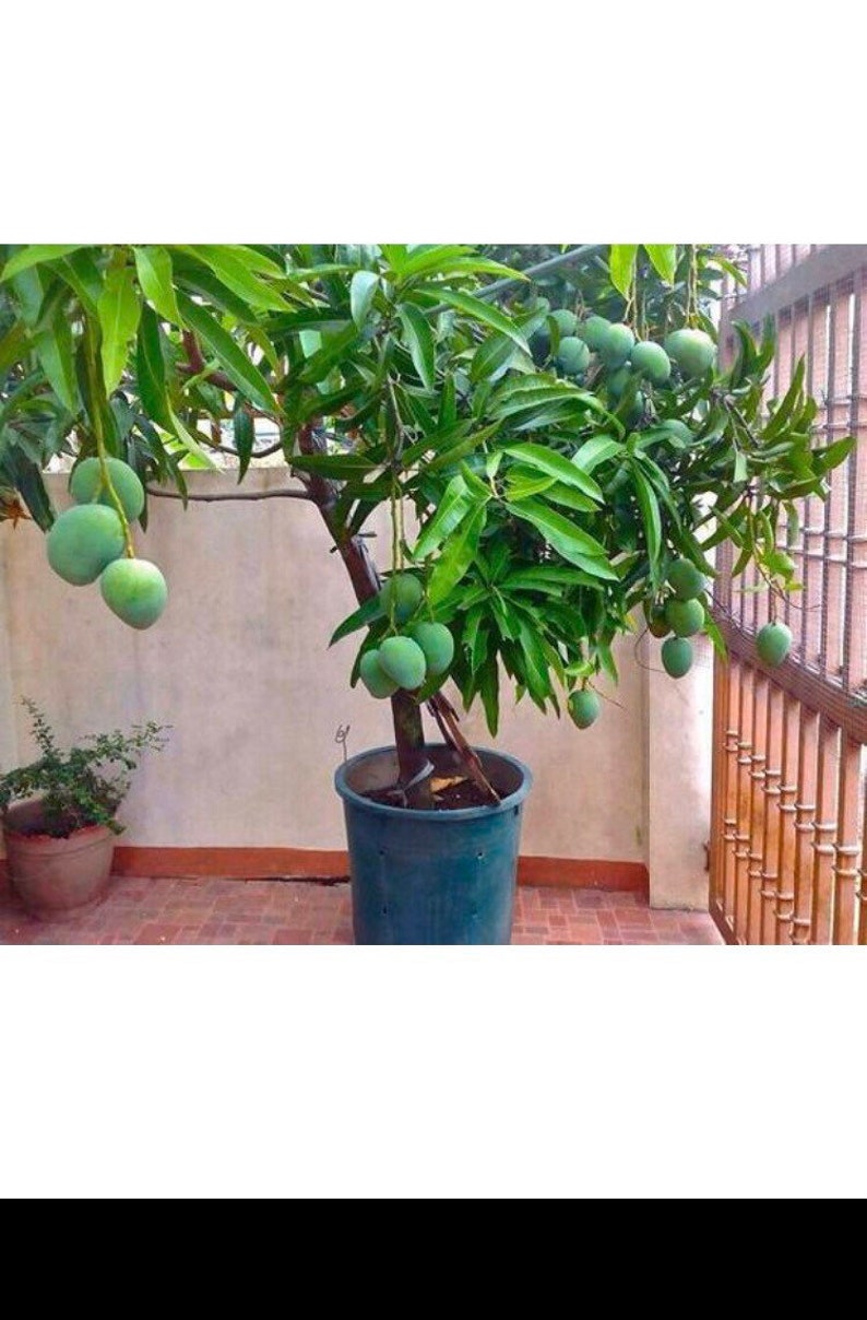 DWARF MANGO TREE Live Plant Etsy