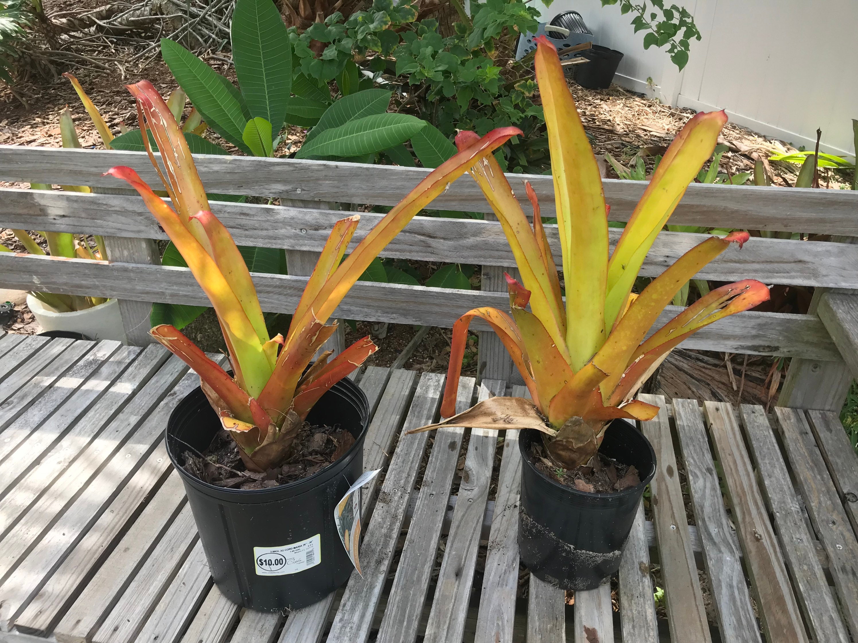 Aechmea Blanchetiana giant Orange Bromeliad Etsy