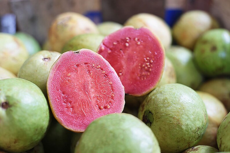 LIVE Pink Guava Tree fully Rooted Etsy