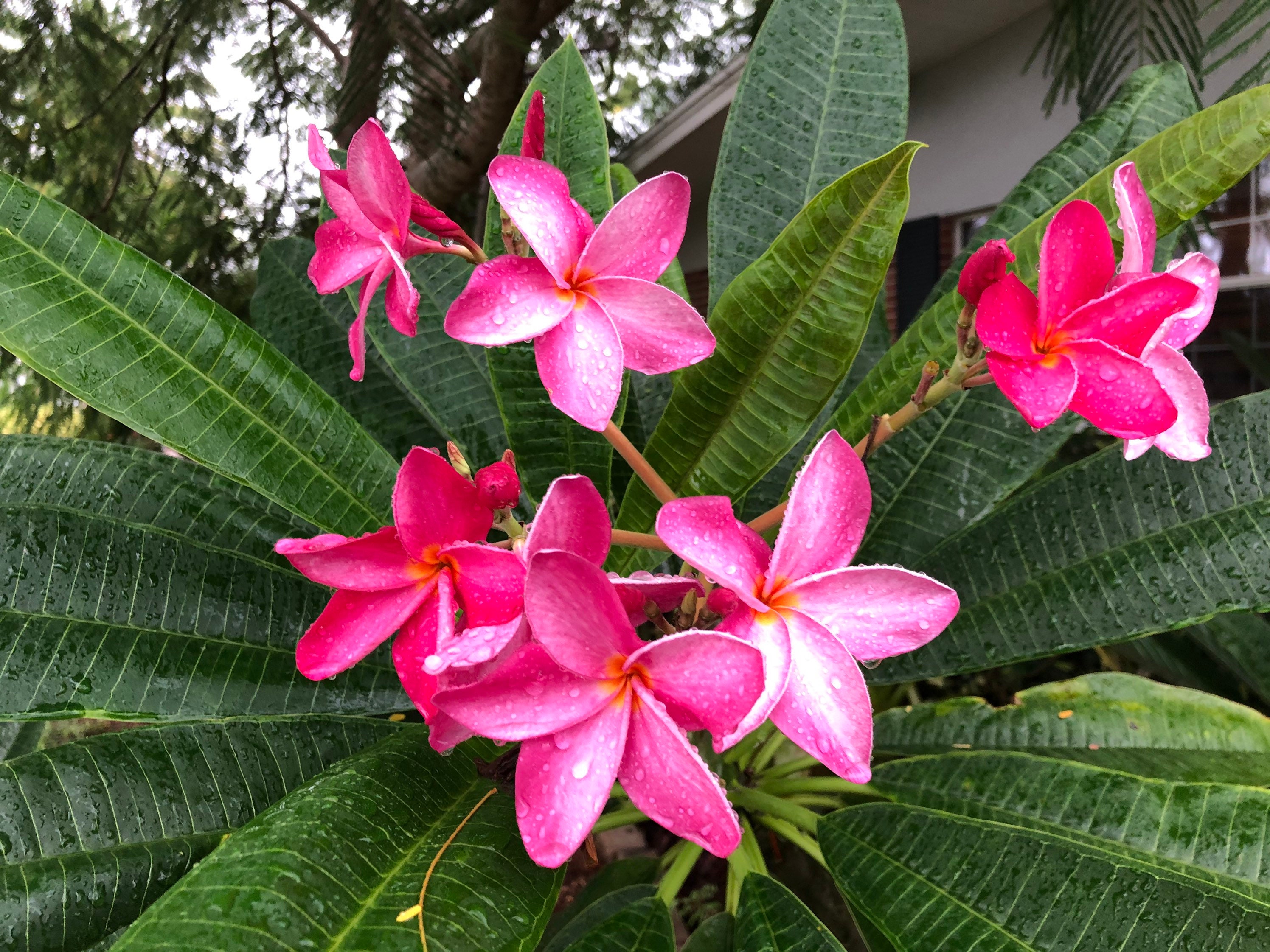 Hot Pink Plumeria LIVE Plant - Etsy Canada